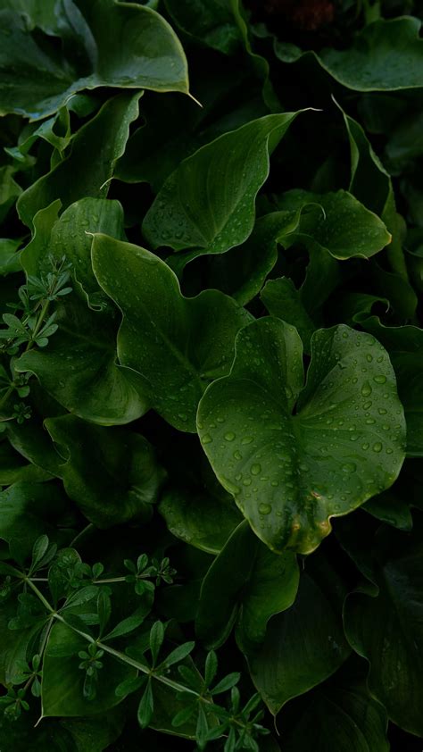 Plants Leaves Drops Macro Wet HD Phone Wallpaper Pxfuel