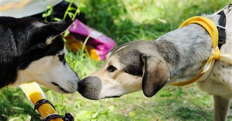 how to introduce dogs to dogs