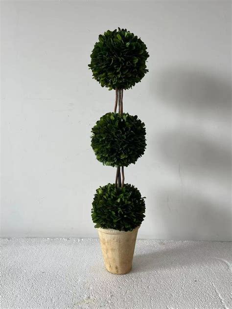 24 Preserved Boxwood Triple Ball Topiary — Morgan Ashley