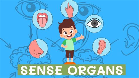 human sense organs fun learning vedant education kids youtube