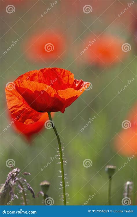 Beautiful Poppy Field In A Sun Canicular Day Stock Image Image Of