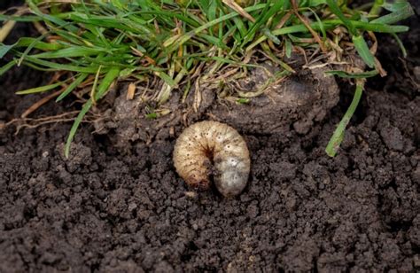 Common Lawn Insects And How To Prevent Them