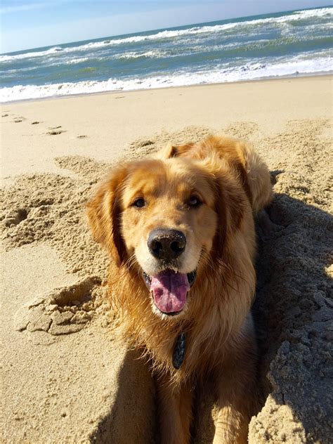 Golden Retriever Beach