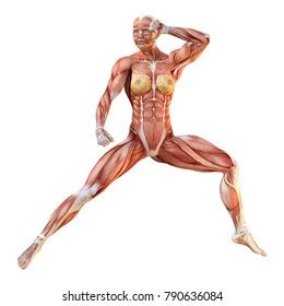 3d Rendering Female Figure Muscle Maps Stock Illustration 790636084