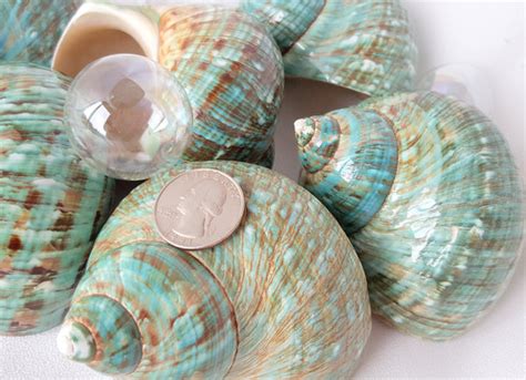 Beach Decor Jade Green Turban Shell Burgess Jade Turbo Seashell Polis