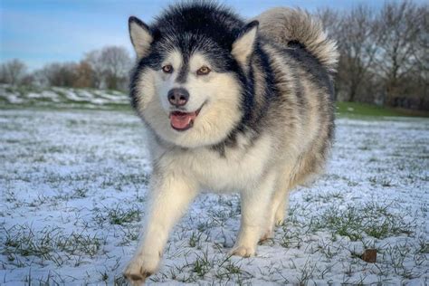 Alaskan Malamute Colors • helloBARK!