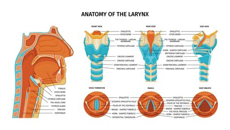 Anatomy Of Larynx Composition 25804470 Vector Art at Vecteezy