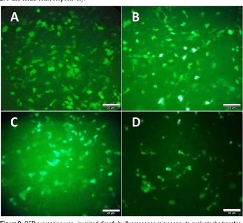 Figure 2 From Crisprcas9 Mediated Knockout Of Mll5 Enhances Apoptotic