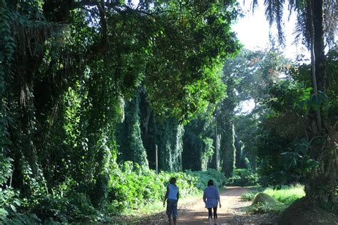 Relax and enjoy gorgeous scenery at Entebbe Botanical Gardens - Venture ...