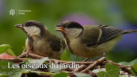 Les Oiseaux Construisent Ils Un Nouveau Nid à Chaque Année Nid Oiseau