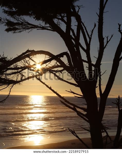 Ocean Sunset Tree Shadow Stock Photo 2218927915 | Shutterstock