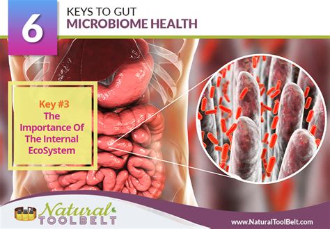 Keys To Gut Microbiome Health Natural Toolbelt