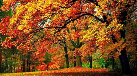 Fall Hunting Wallpapers - Top Free Fall Hunting Backgrounds ...