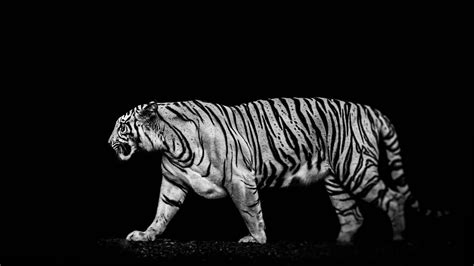 Black And White Tigers Wallpapers - Wallpaper Cave