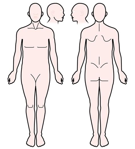 Correctly Identify All Organs Depicted In The Diagram Below Wiring