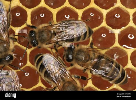 Nectar filled cells of a honeycomb. The nectar is collected by the bees ...