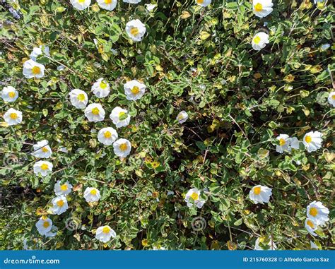 Cistus Salviifolius Common Names Sage Leaved Rock Rose Salvia Cistus