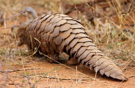 Pangolin - Description, Habitat, Image, Diet, and Interesting Facts