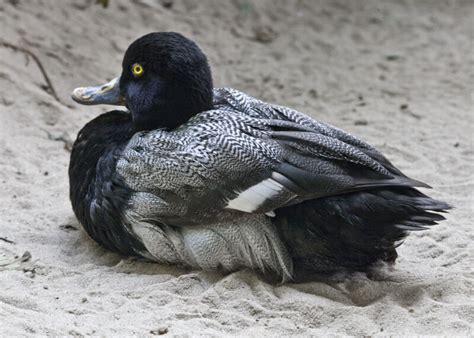 Duck with Black and Grey Feathers Resting in Sand | ClipPix ETC ...