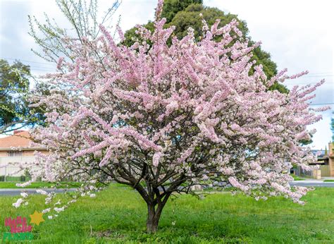 Prunus Elvins Flowering Plum Hello Hello Plants