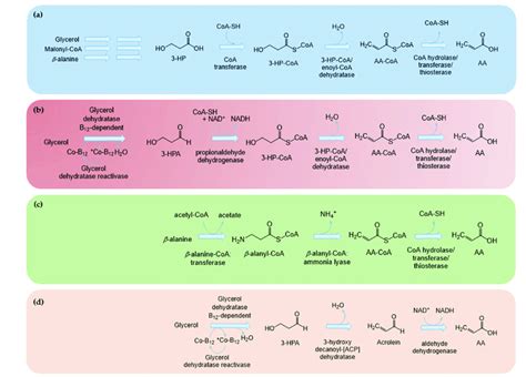 Possible routes for acrylic acid (AA) biosynthesis. (a) Route that ...