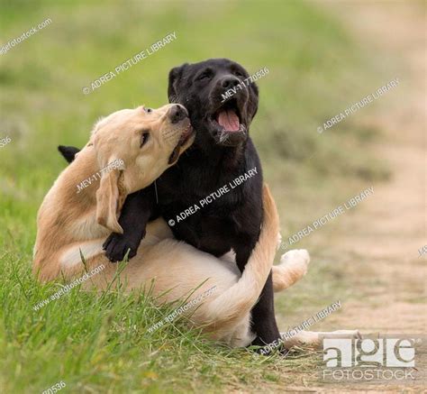 Dog Labrador puppies playing, Stock Photo, Picture And Rights Managed ...