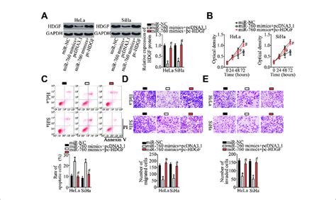 Hdgf Downregulation Mediates The Effect Of Mir In Cervical Cancer