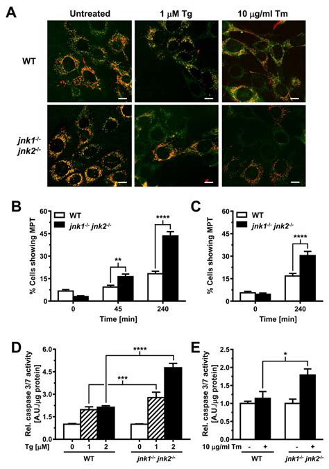 Jnk Inhibits Cell Death Early In The Er Stress Response A Wt And