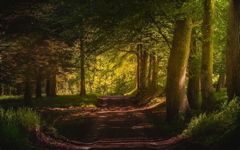 Hintergrundbilder Sonnenlicht B Ume Landschaft Wald Natur