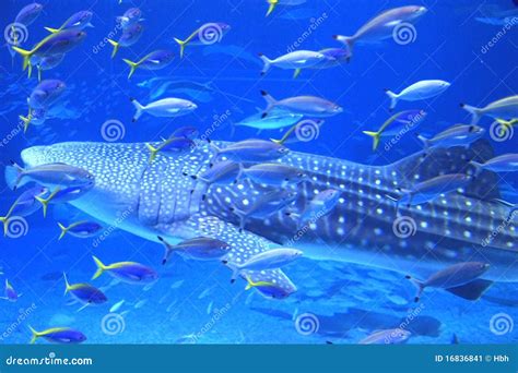 Okinawa Aquarium Editorial Image | CartoonDealer.com #16836708