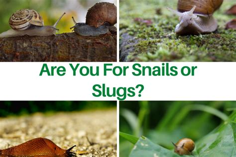 Are You For Snails or Slugs? - Cheche Winnie