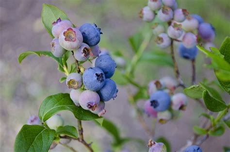 How to Care for Blueberry Bushes | Dengarden