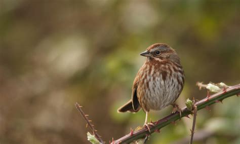 Bird Behavior: Bird Language Basics » Wilderness Awareness School