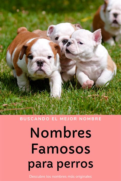 Nombres Para Perros Top M S Bonitos Y Originales Nombres De