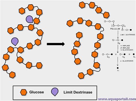 Dextrinase D Finition Et Explications