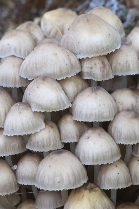 Mycena Sp Mushrooms Stock Image Image Of Green Candid 103005627