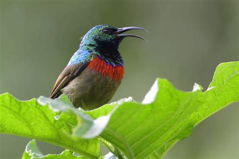 Usambara Double Collared Sunbird Holmen Birding Safaris