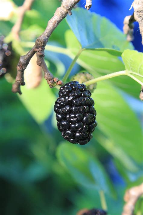 Free Images Tree Branch Fruit Berry Leaf Flower Ripe Food