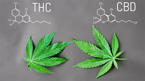 CBD Versus THC Kennen Sie Den Unterschied In Wirkung Und Verwendung