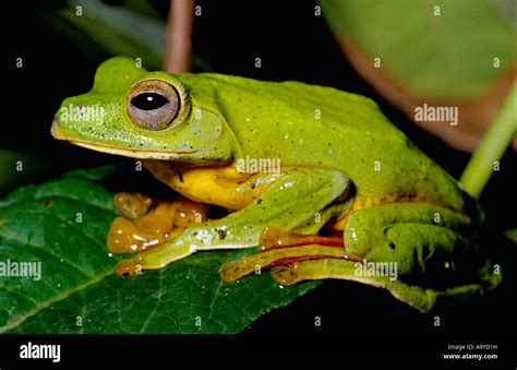 The Malabar Gliding Frog Or Malabar Flying Frog Rhacophorus