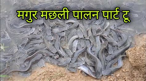 basic information  mangur fish magara machhal palna ka kachha bsaka