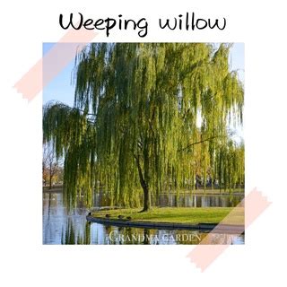 Gg Real Plant Weeping Willow Janda Merana Salix Babylonica Babylon