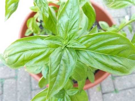 Come Coltivare Il Basilico In Vaso