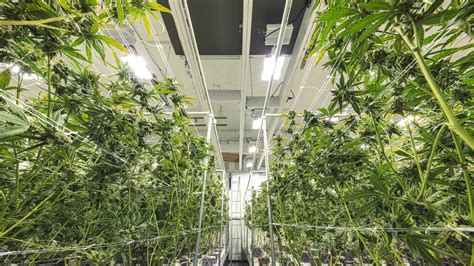 Cannabis Indoor Cultivation Facility - ARCO/Murray