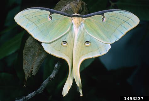 Luna Moth Actias Luna