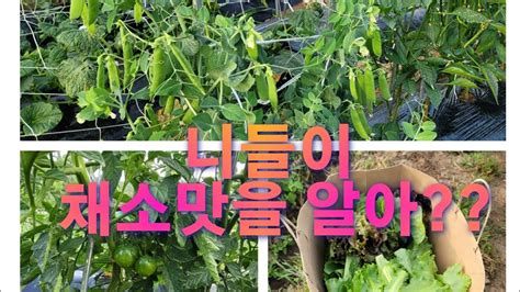 쑥쑥텃밭일기 10회 주말농부 농사일기 농사 야채가꾸기 채소키우기 텃밭농사 농사브이로그 Youtube