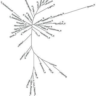 Unrooted Neighbor Joining Dendrogram Of Genetic Relationships Among