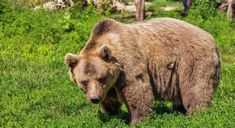 Orso Invade Il Campo Scout In Montagna 12enni In Fuga Si Rifugiano