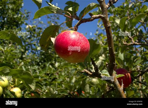 Single Red Apple Growing On A Tree In A UK Garden Stock Photo Alamy