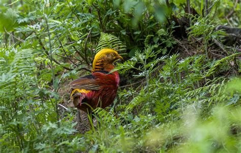 The Golden Pheasant - 10,000 Birds